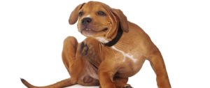 Dog Image